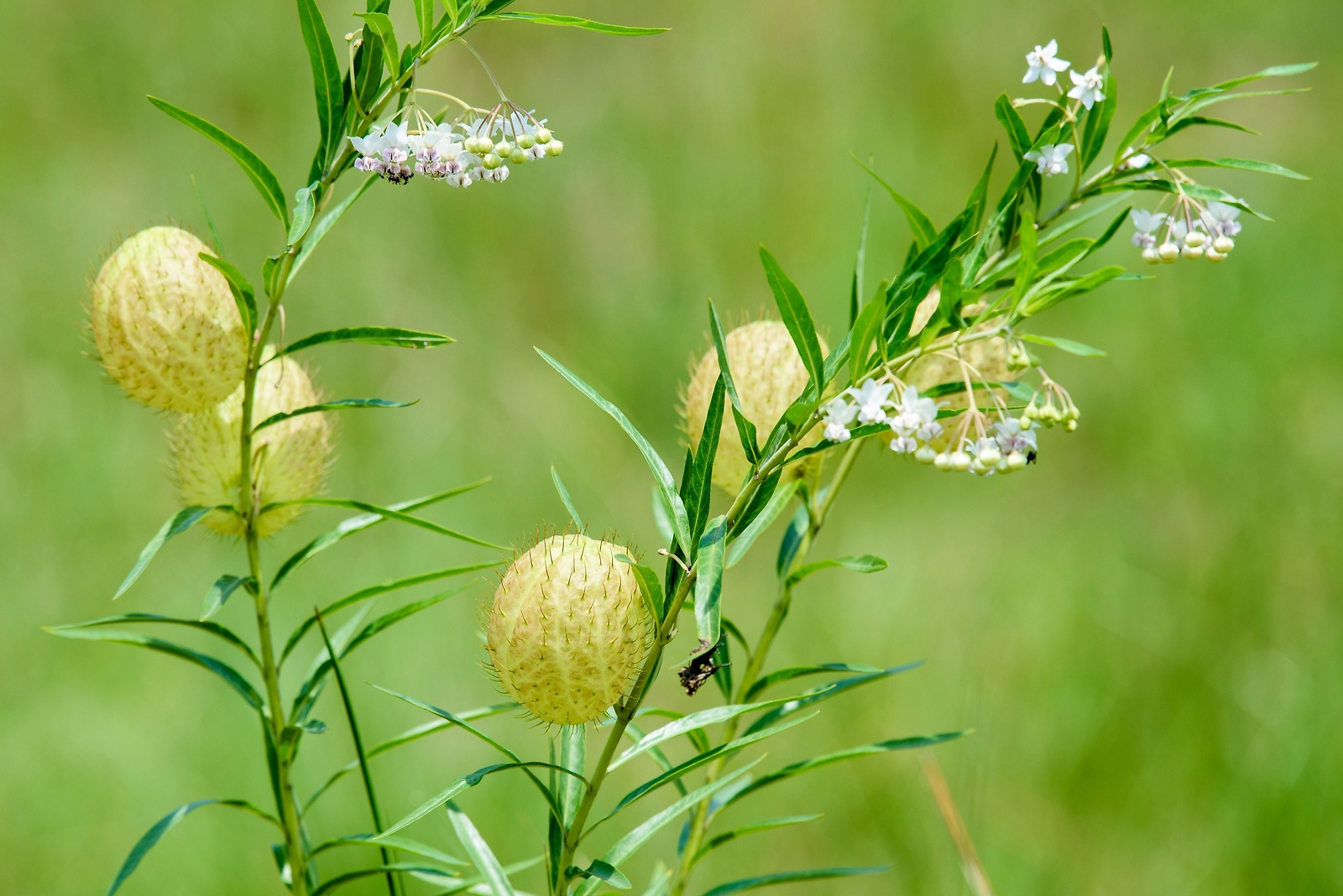 10 BALLOON MILKWEED Hairy Balls Butterfly Weed Asclepias Gomphocarpus Physocarpu