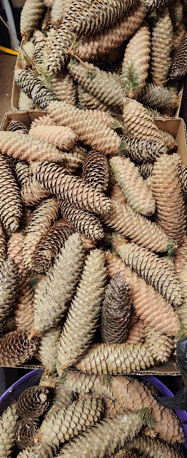 Norway Spruce Cones – fresh – decorating – wreaths – spruce tree seeds included