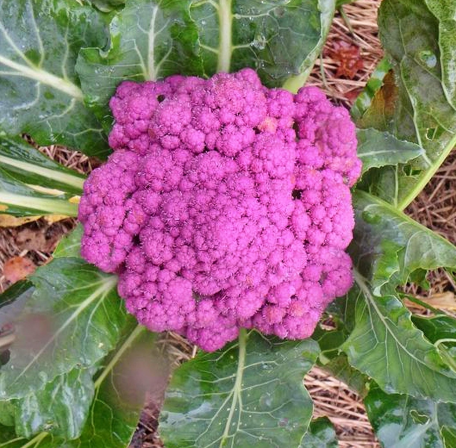 Purple of Sicily, Cauliflower