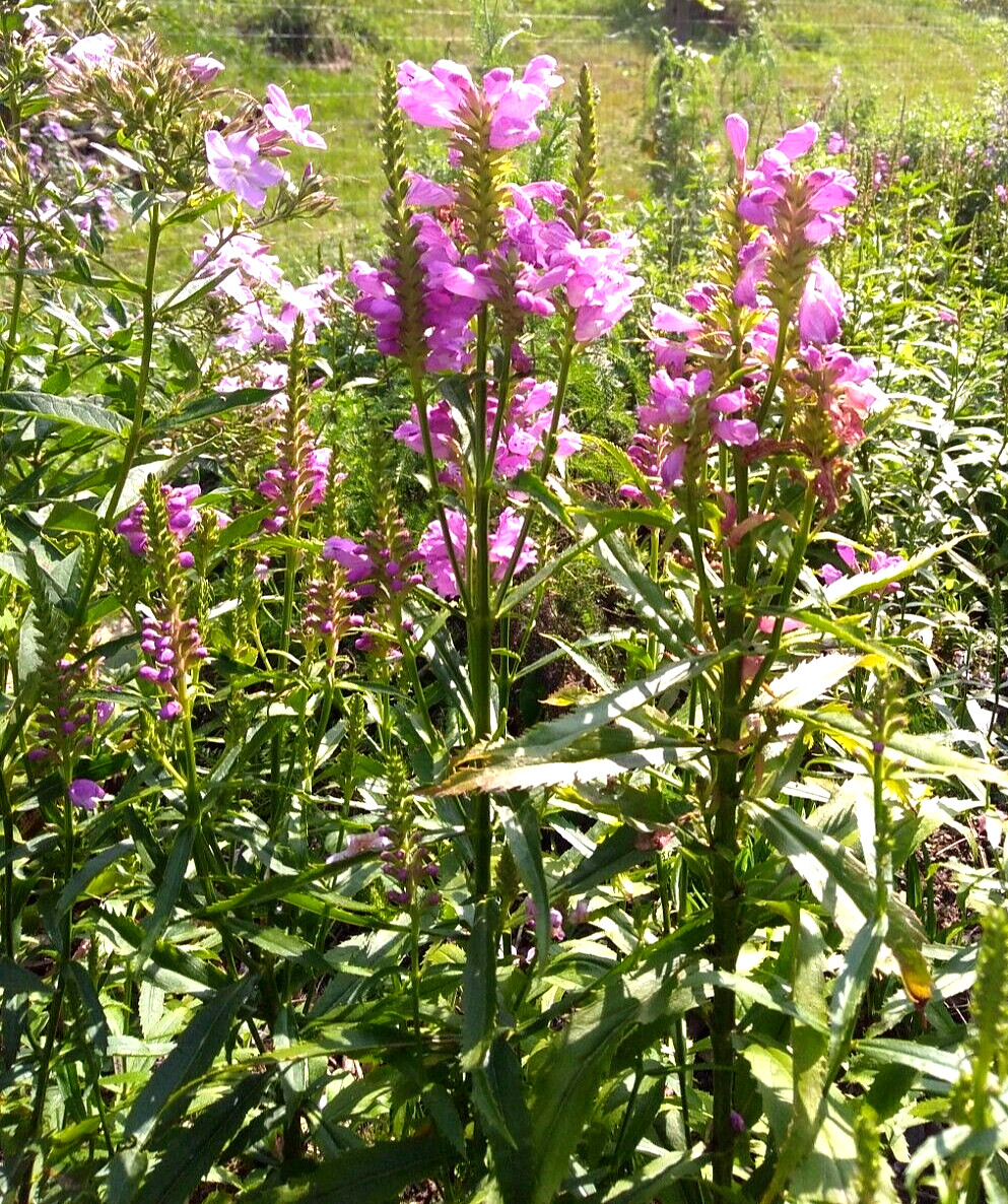 9 Pink Obedient Plants Physostegia Virginiana Bees Pollinator native Fall Bloom