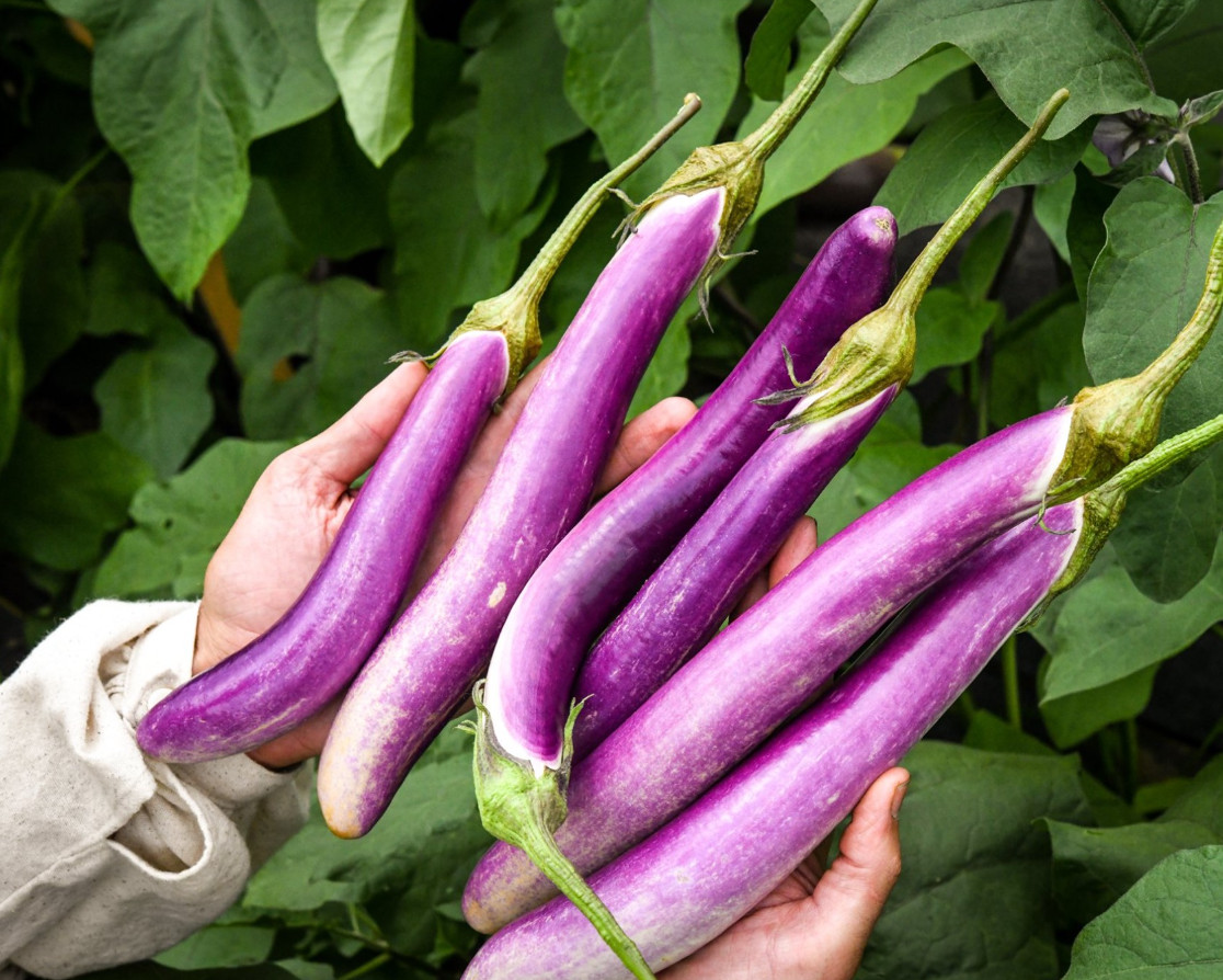 Live Chinese egg Plant – 8″ Tall – 4″ Pot – Edible Vegetable Plant