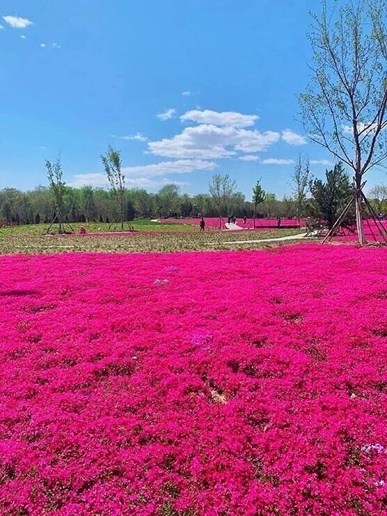 500+ Red Creeping Thyme Seeds ——————— Groundcover — Non-GMO
