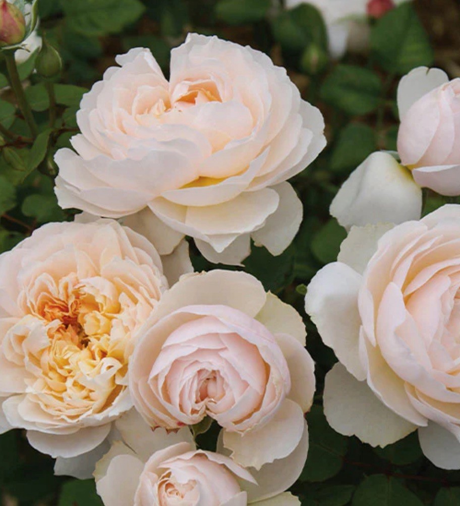 Moonlight in Paris Rose Bush.. Live Starter Plant