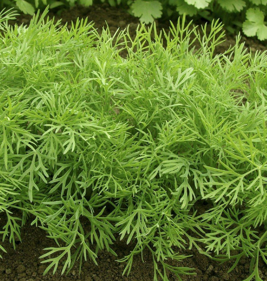 Mammoth Long Island Dill Seeds |Heirloom Herb Garden Cucumber Pickling Seed 2024