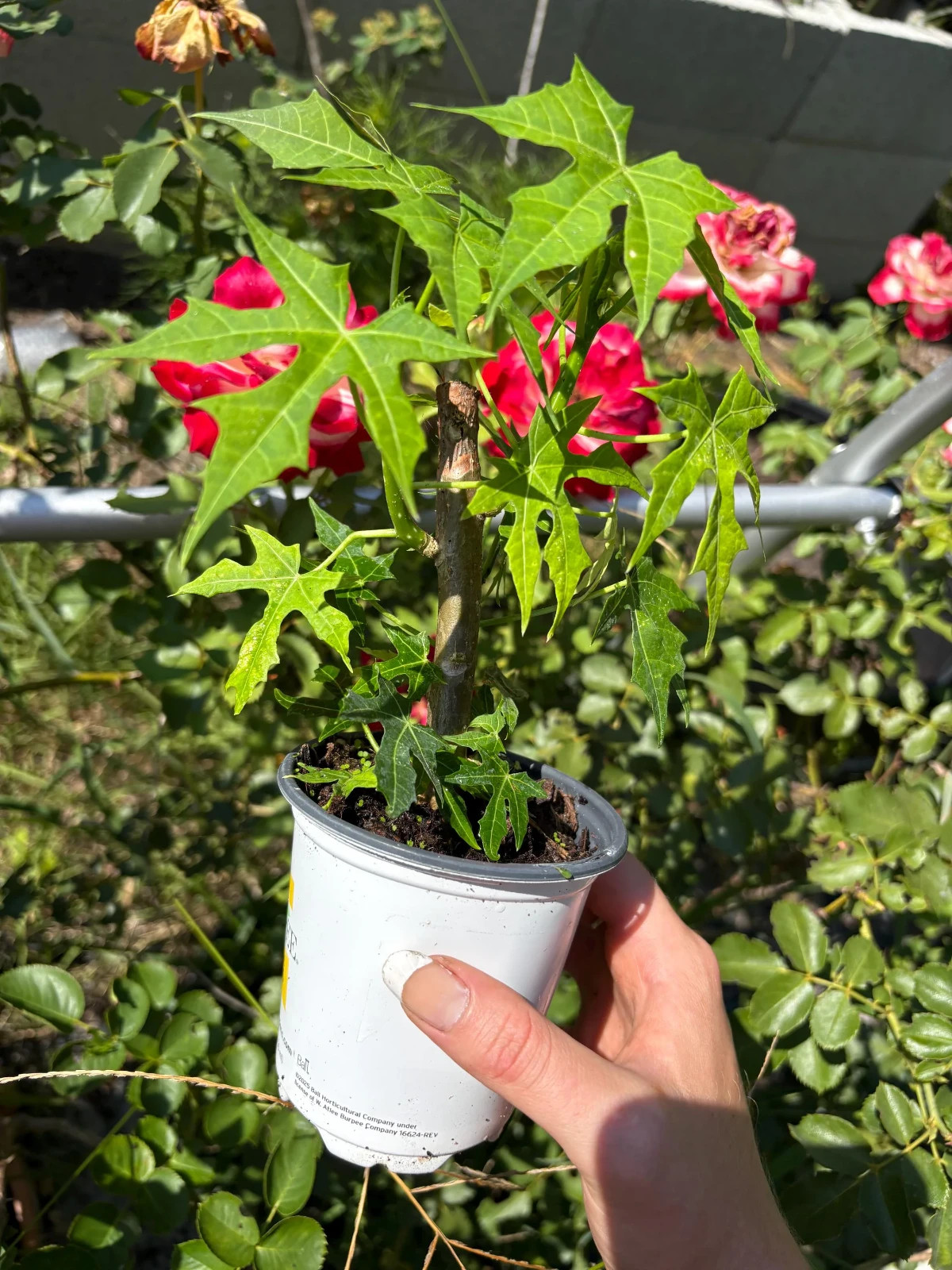 9 Inch Rooted Chaya Tree Spinach in a Soiled Pot – Mexican Perennial Chaya