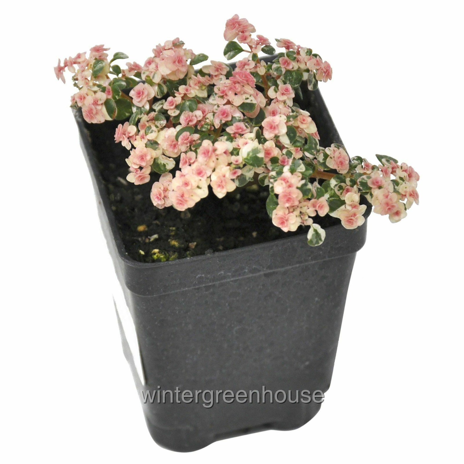 Pilea microphylla variegata, Tricolor, Artillery Fern