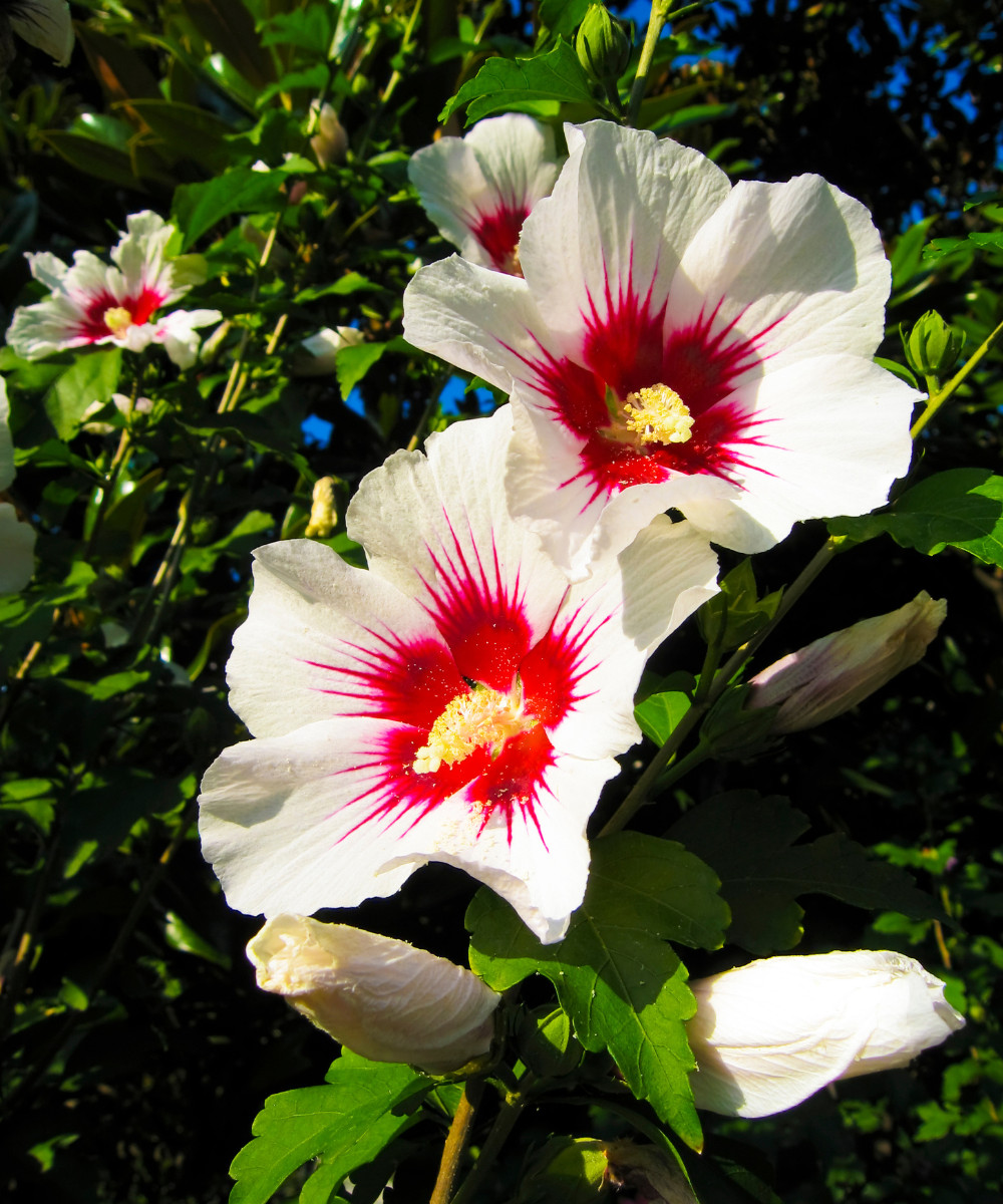 10 Hibiscus Syriacus Cuttings Hardy Hibiscus Assorted Colors Unrooted Cuttings