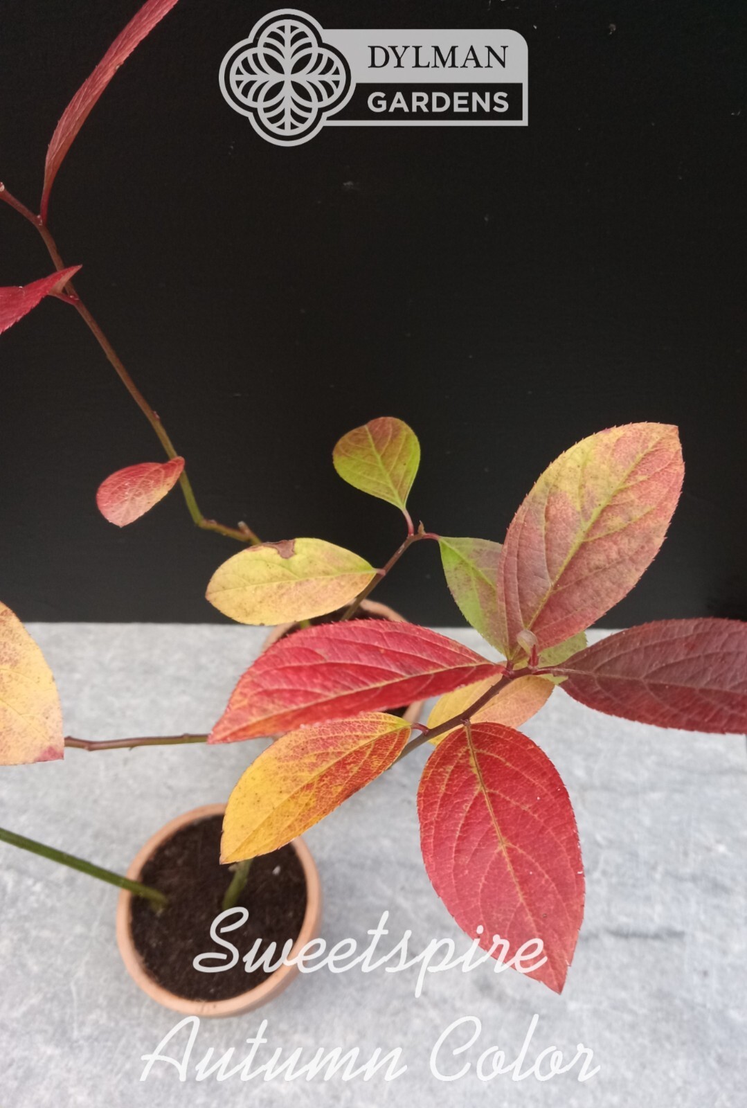 Sweetspire (Itea virginica) – Virginia Willow – Live Plant – Multiple Sizes