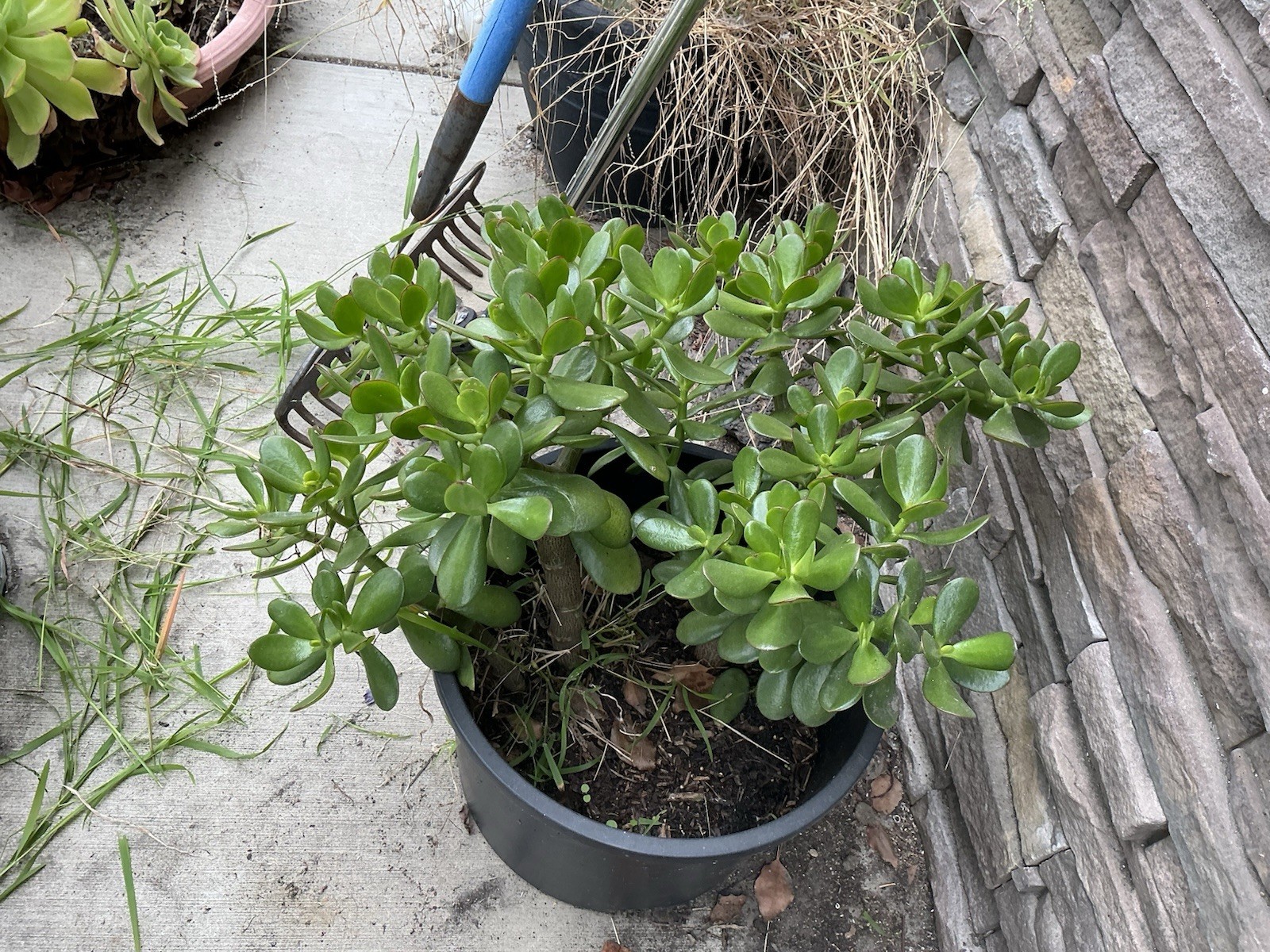 Healthy lush green Crassula Ovata Jade Plant cluster, Rooted 17” 16” 12” Roots