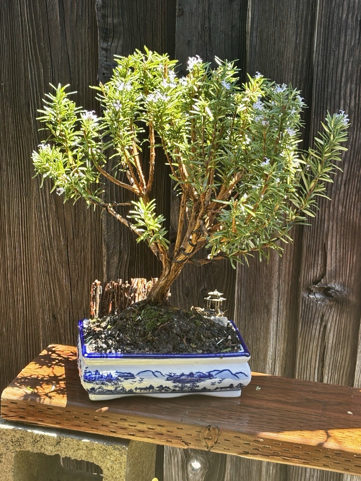 16 YEAR OLD ROSEMARY BONSAI TREE IN 10” CERAMIC POT. SHIPPING VIA FEDEX
