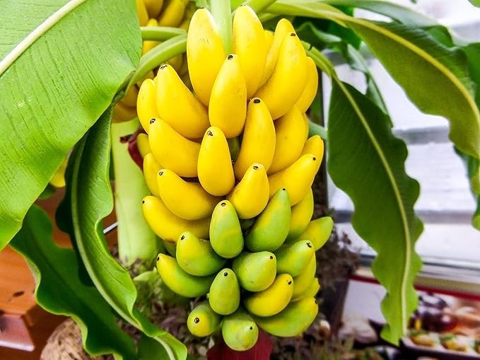 Double Mahoi Banana (Musa spp.)-1 TC Plant Plug Tree -3-6 inches-Edible Fruit!!!