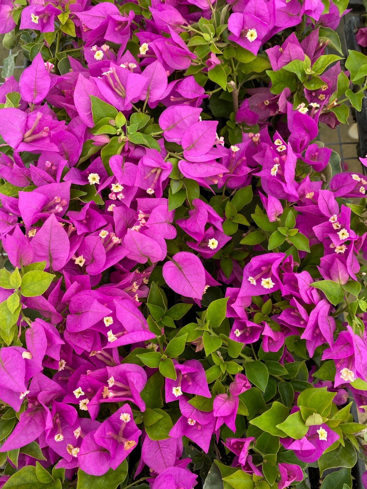 Well Rooted **ROYALE PURPLE** Live Bougainvillea starter/plug plant*USA SELLER