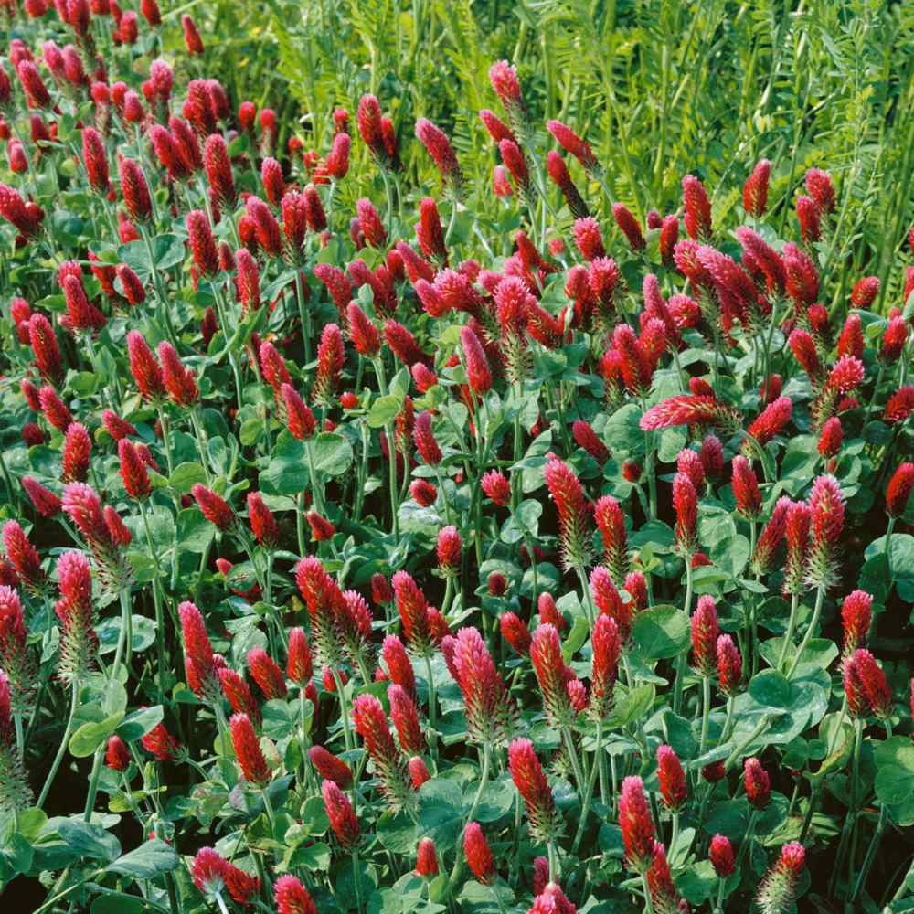 5 LBS – Inoculated Bulk Crimson Clover Seed For Planting Pastures, Cover
