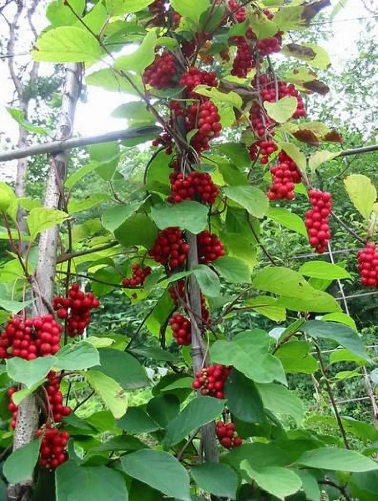 Magnolia vine {Schisandra sphenanthera} Organic 10 SEEDS USA POST
