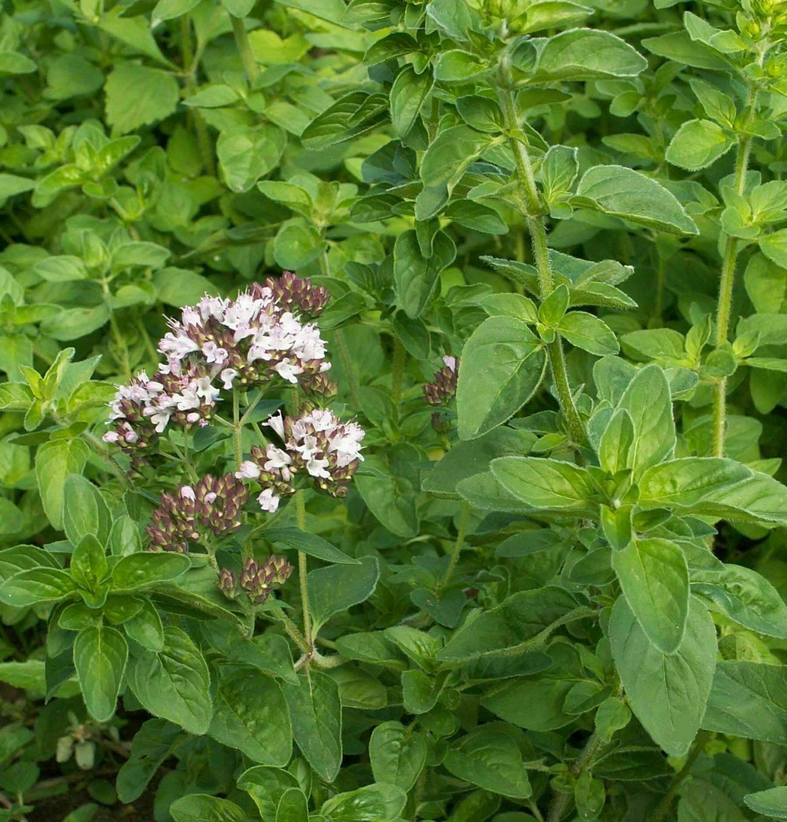 1000 Italian Oregano Seeds Culinary Herb Heirloom