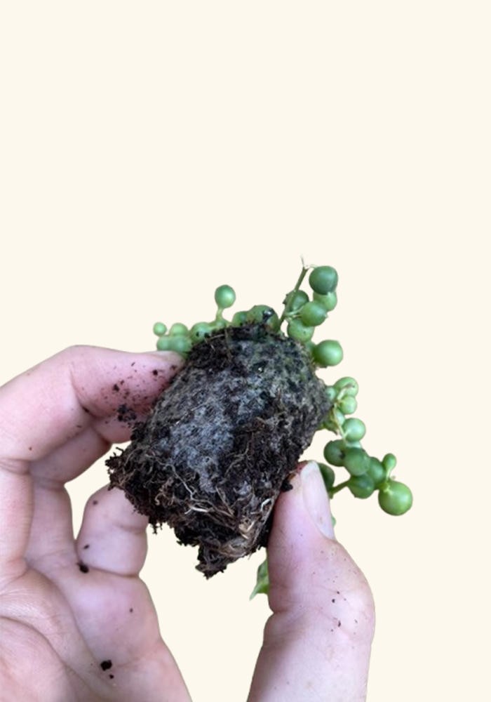 Senecio Rowleyanus String Of Pearls Rooted Starter Plant BUY 2 GET 1 FREE