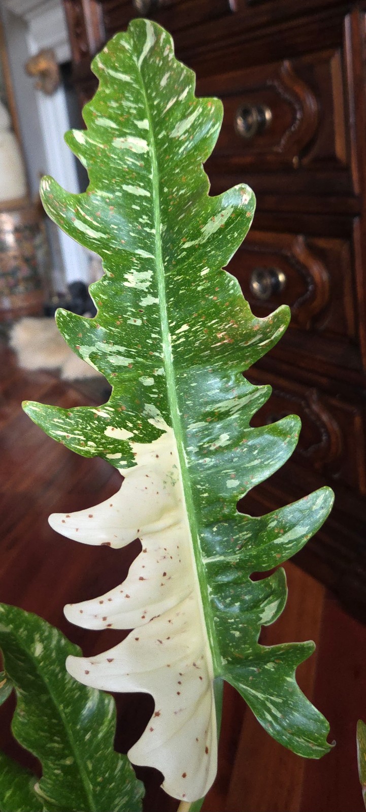 RARE XL Philodendron Ring Of Fire 30″ Tall 1 Gal Pot No Monstera Anthurium Aroid