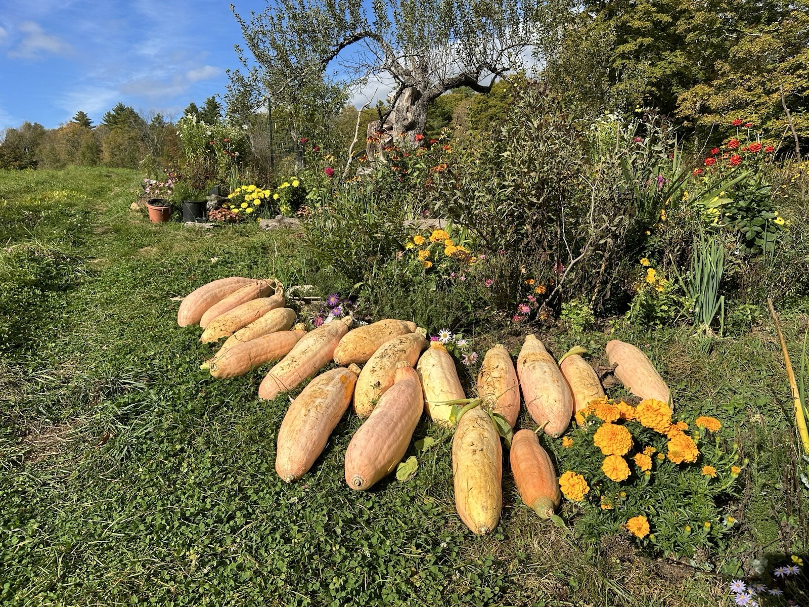 Monster Banana Squash seeds (18) HUGE FRUIT long winter storage NON GMO HEIRLOOM