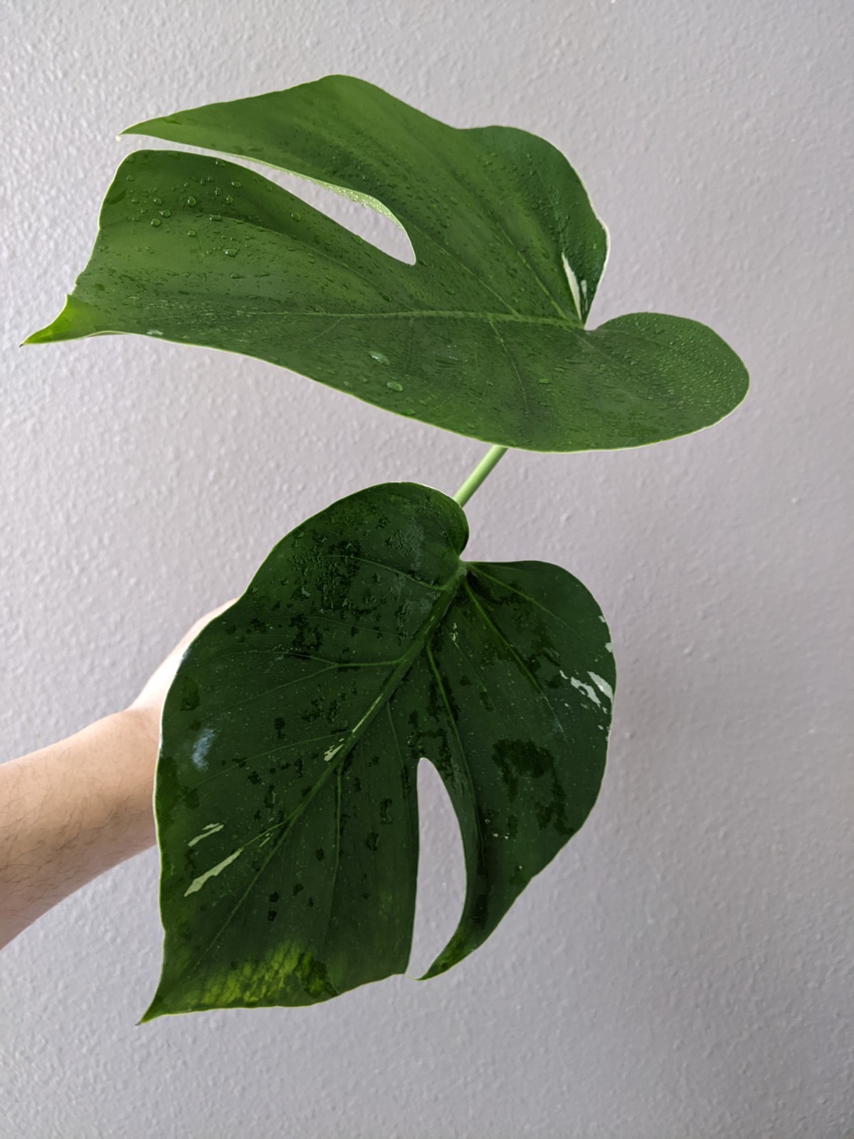 Monstera MINT NoID Top Cutting kind of Reverted, less Variegation, FREE Shipping