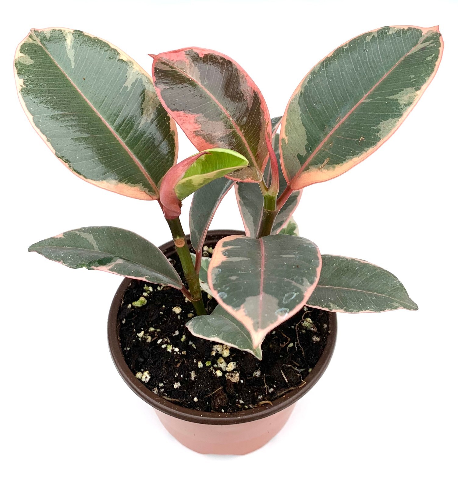 Ficus Decora Tineke Live Potted House Plants Air Purifying
