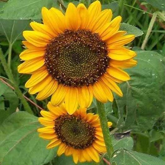 8 Species Mix Variety Pack Sunflower Seeds – 50pcs/pack