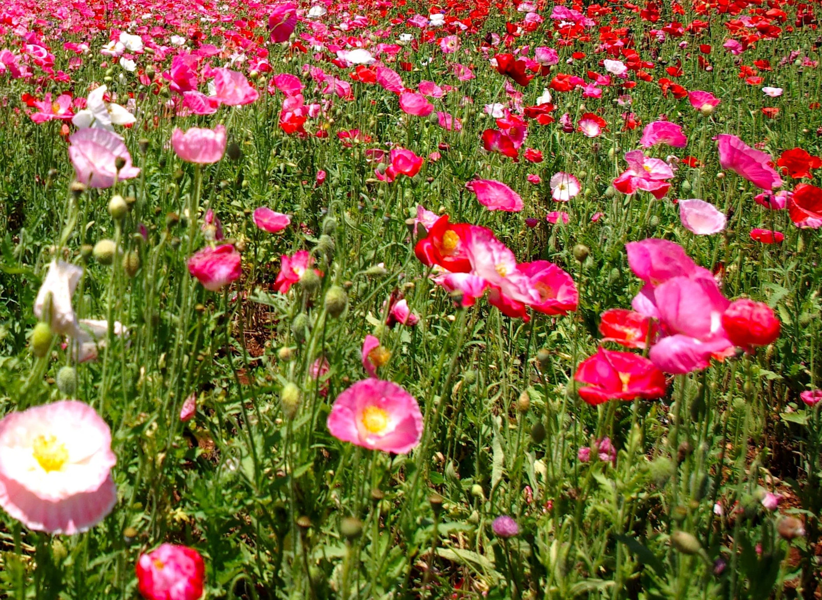 Single Mix Shirley Poppy Seeds | P.Rhoeas Pink Red Poppies Wild Flower Seed 2025