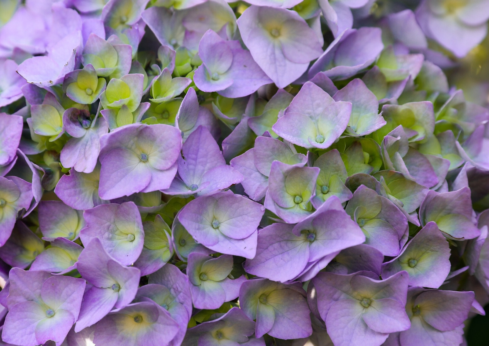 Live Onyx Peacock Bigleaf Hydrangea plant with blue-purple mophead type flowers