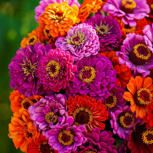 Landscaper’s Pack Zinnia PURPLE DREAM MIX Double Blooms Cut Flower 300 Seeds