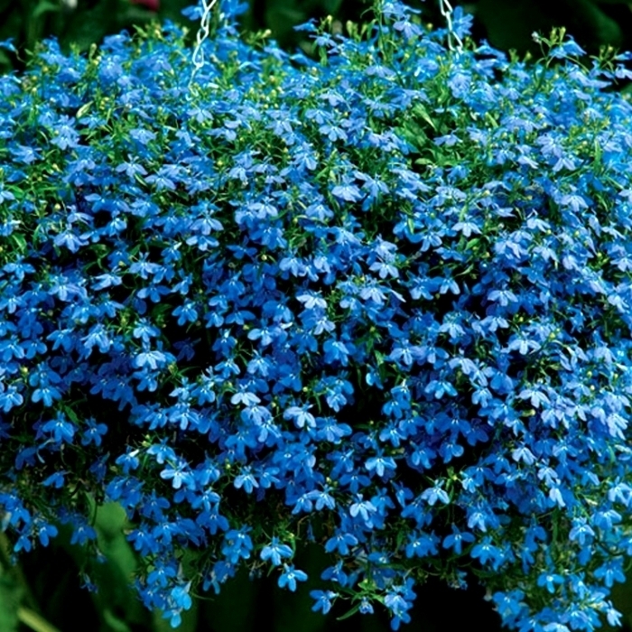 Blue Ground Cover Seeds, Blue Lobelia Seeds, Blue Carpet Seeds Heirloom, 75ct