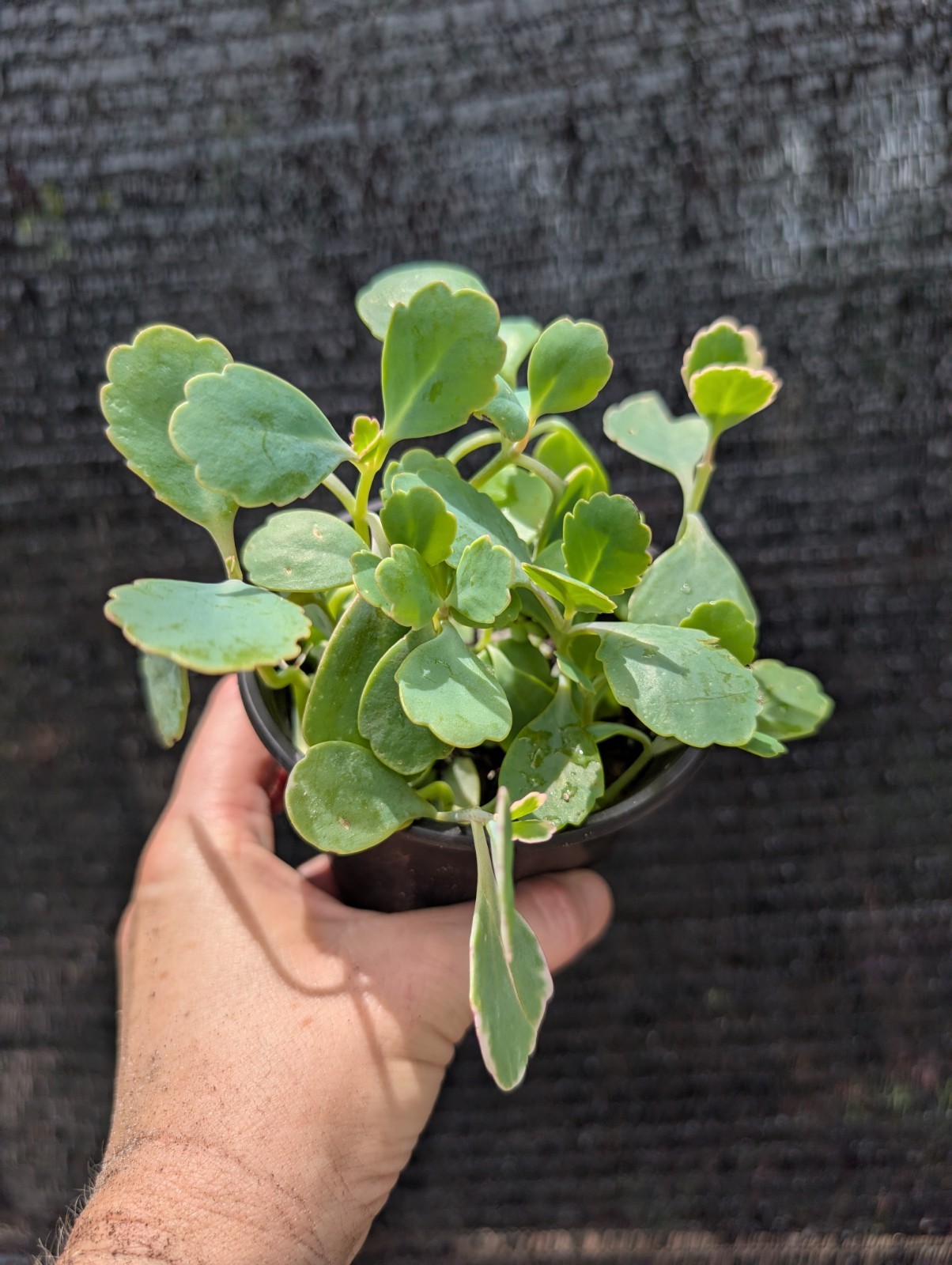 Kalanchoe Plant Bundle Lot Of 3 Different Species Live Rooted Plants Succulents