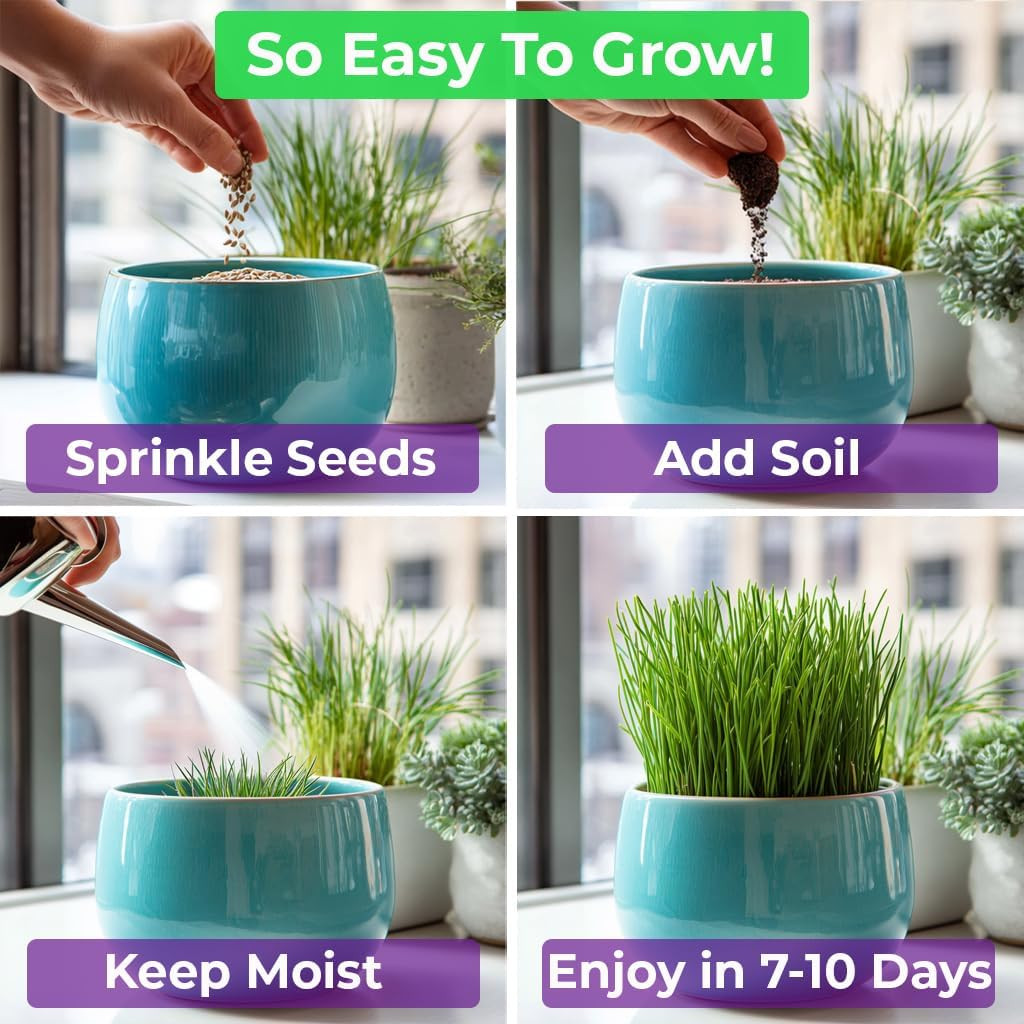 Cat Grass Seeds & Catnip Seeds – 3 Pack Variety Kit, Cat Grass for Indoor Cats