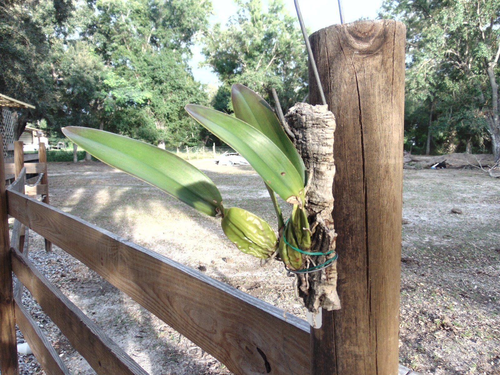 Laelia rubescn var.semi-alba Mounted cork bark Species LARGE PLANT
