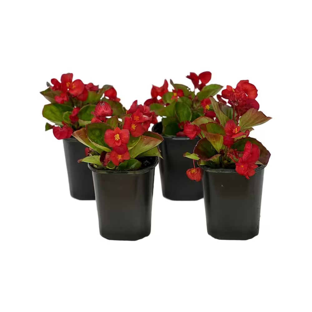 1.38 Pt. Begonia Green Leaf Scarlet Flower in 4.5 In. Grower’S Pot (4-Plants)
