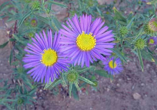 Machaeranthera bigelovii | Purple Tansy or Wild Aster | 100 Seeds