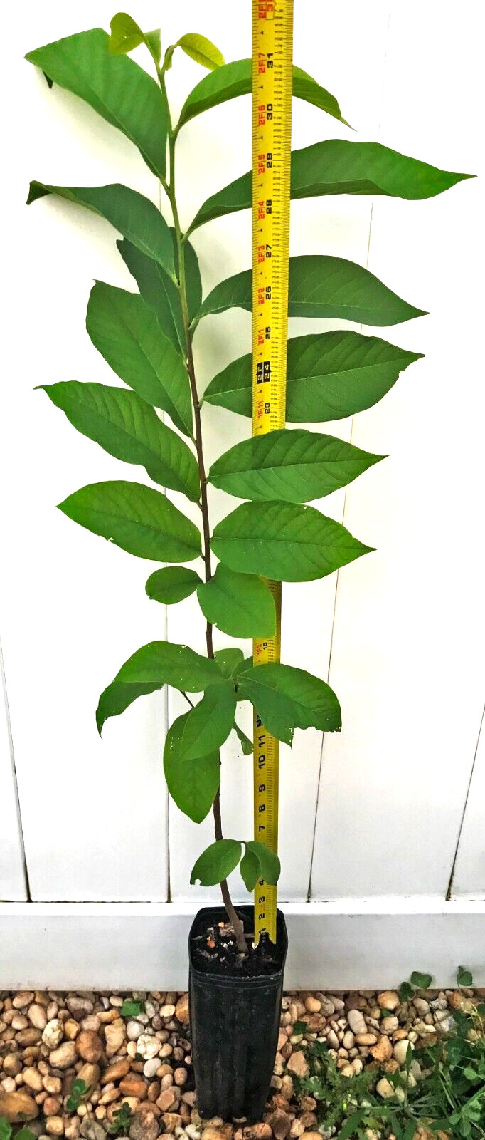 PawPaw Asimina Triloba Tree 30″+ Tall Live Plant In 3.5″ x 9″ Air Prune Pot