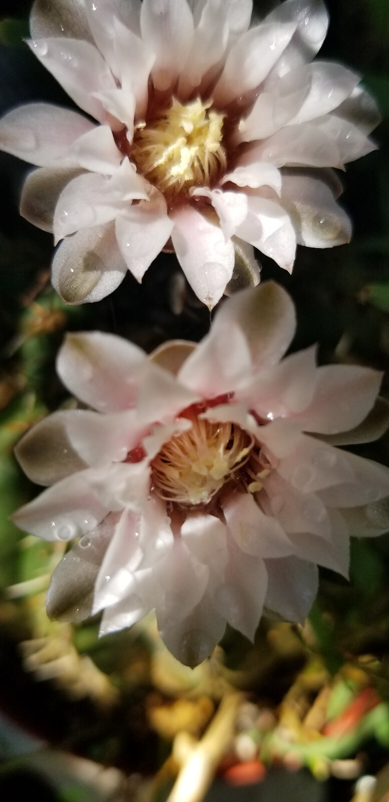Gymnocalycium Triacanthum – from Catamarca, Córdoba, La Rioja, Argentina
