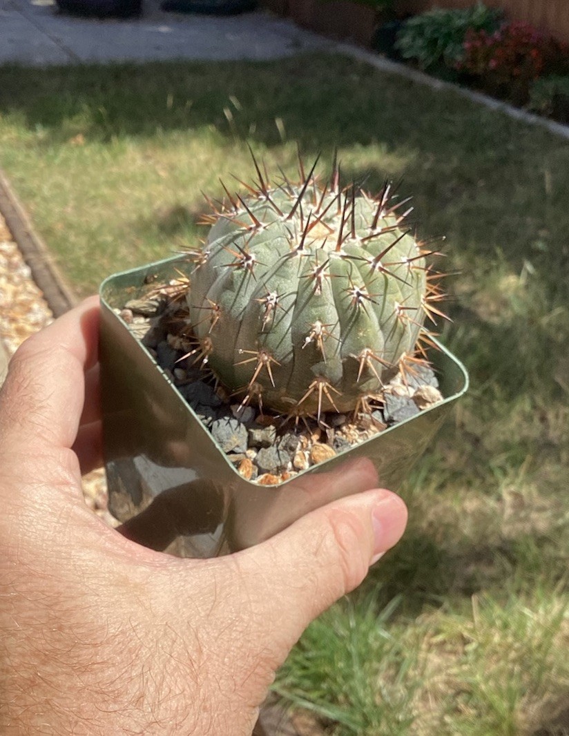 Beautiful Copiapoa Cinerea -Blk Spines- RARE! (Own Roots) -Sold Potted