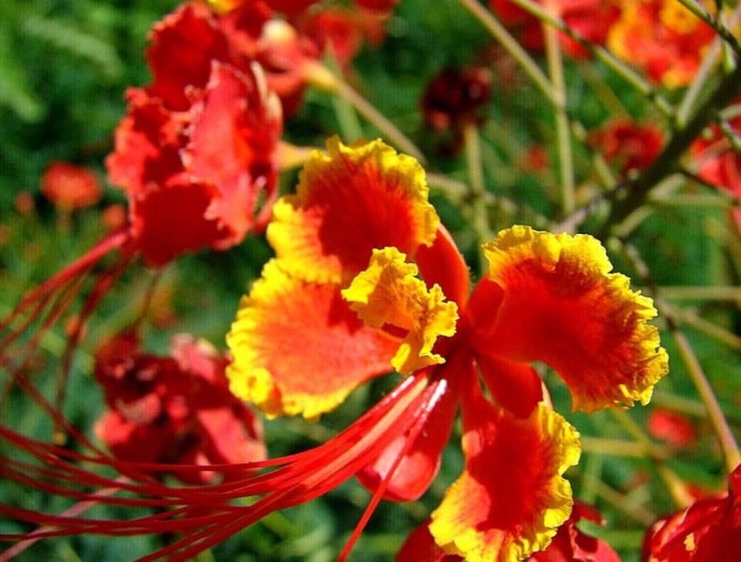 10 Pride of Barbados Seeds, Caesalpinia Pulcherrima, Red Bird of Paradise