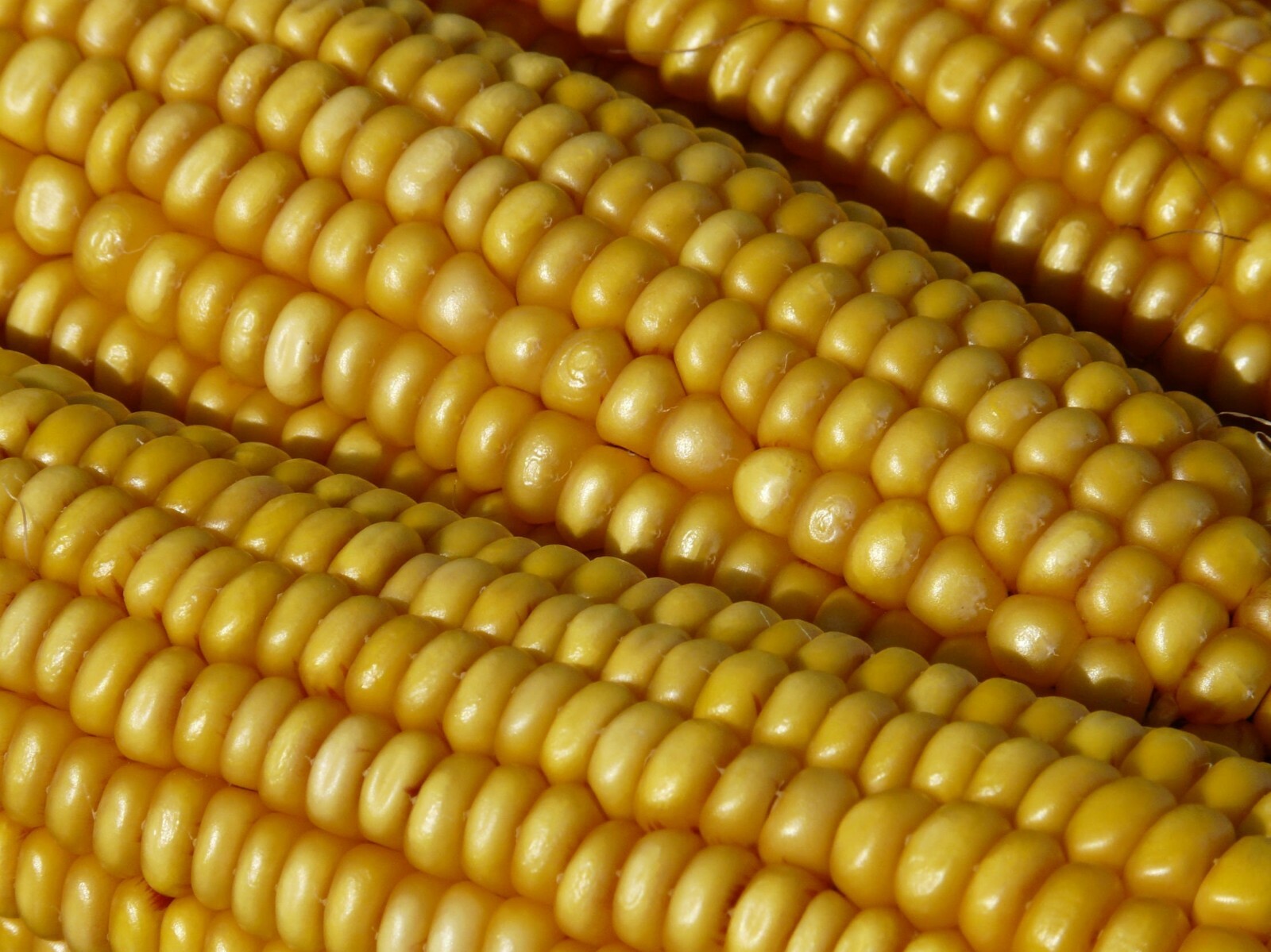 Trucker’s Favorite Yellow Corn Seeds 25 Ct Vegetable Garden Heirloom NON-GMO