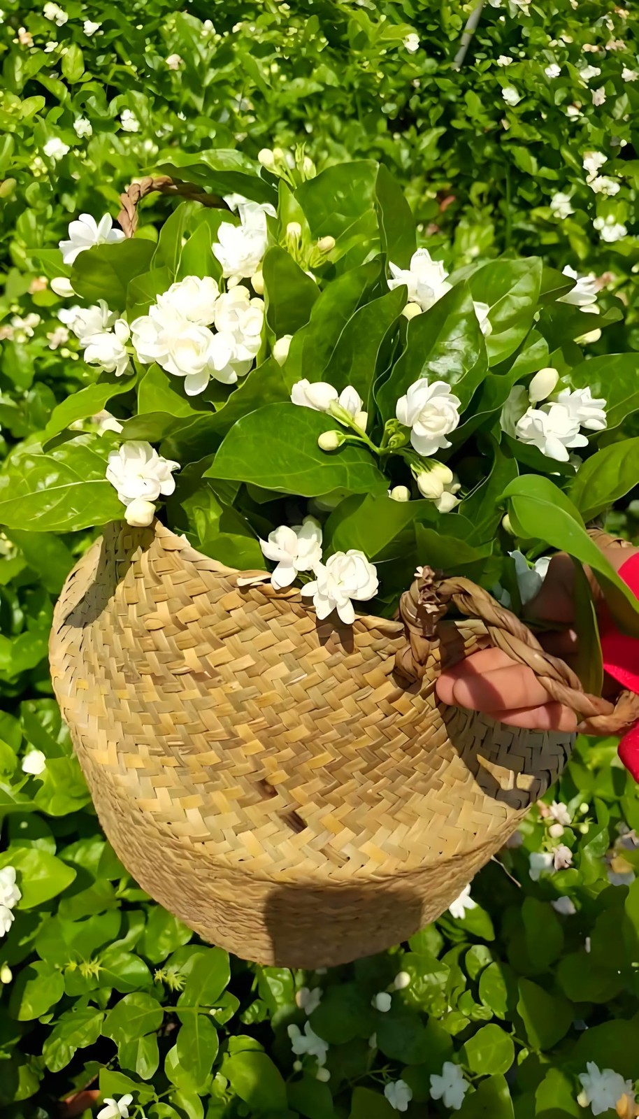 50 Pcs Jasmin Seeds for Planting Fragrant Flower Home Garden Jasmin1