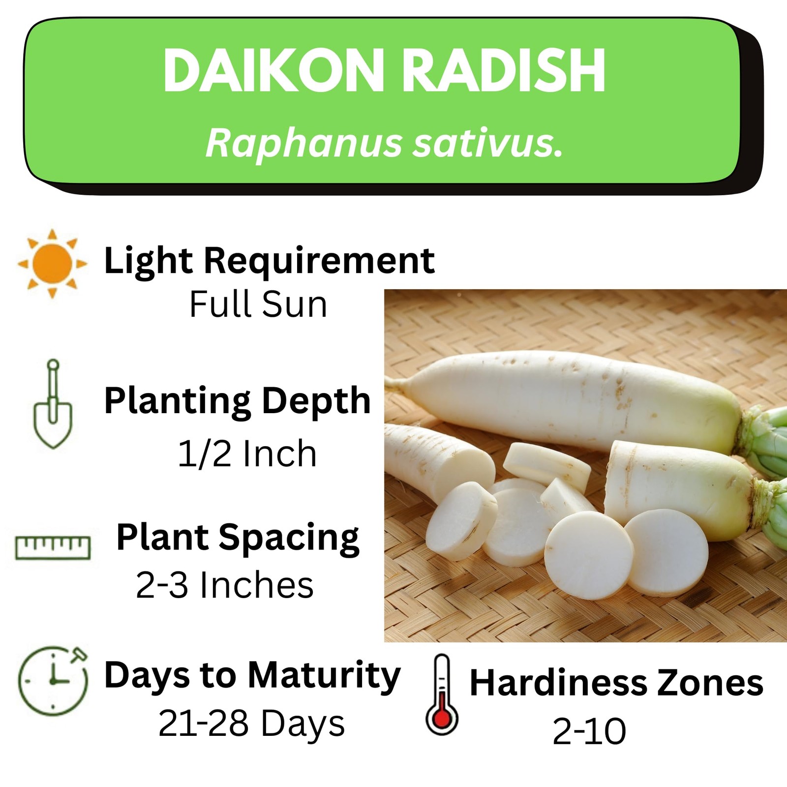 Japanese Daikon Radish Seeds for Planting – 100 Heirloom Non GMO -…
