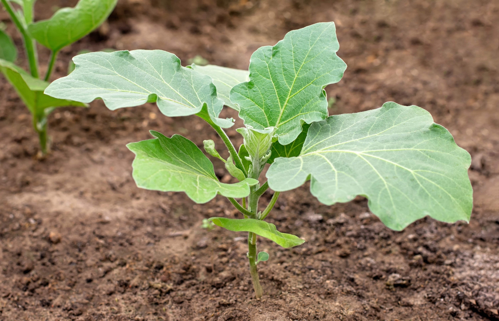 50 Green AO DAIMARU EGGPLANT Solanum Melongena Japanese Asian Aubergine Seeds