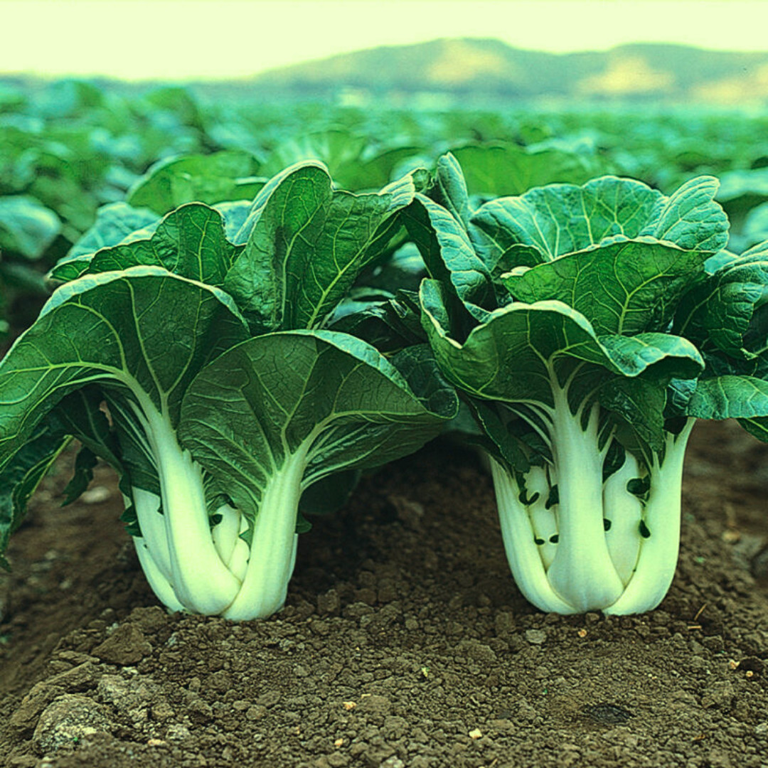 Fresh Canton Pak Choi Bak Choi Seeds | Heirloom Non-GMO | Asian Vegetable Seeds