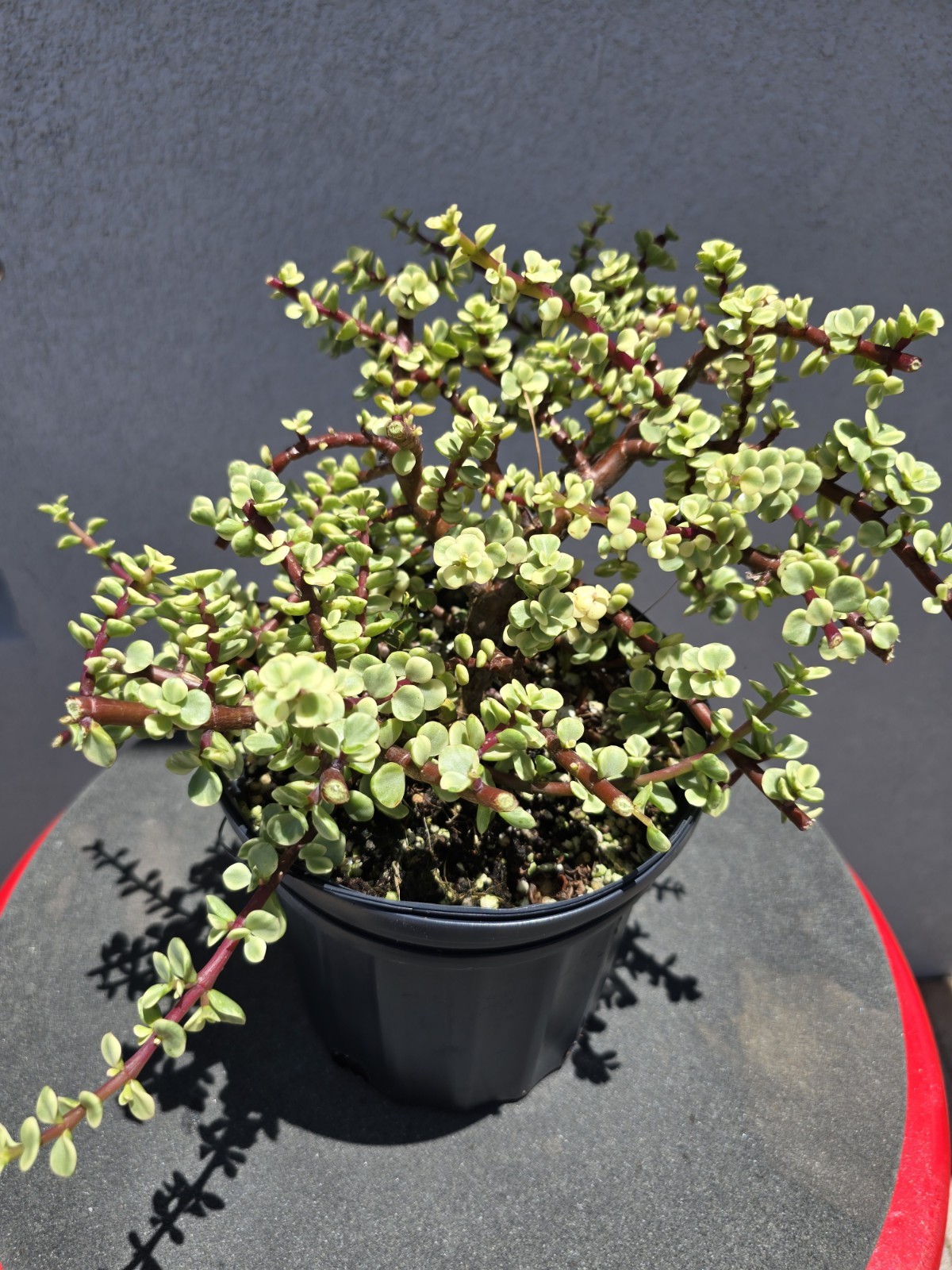 Dwarf Jade Variegated Pre Bonsai Cascade