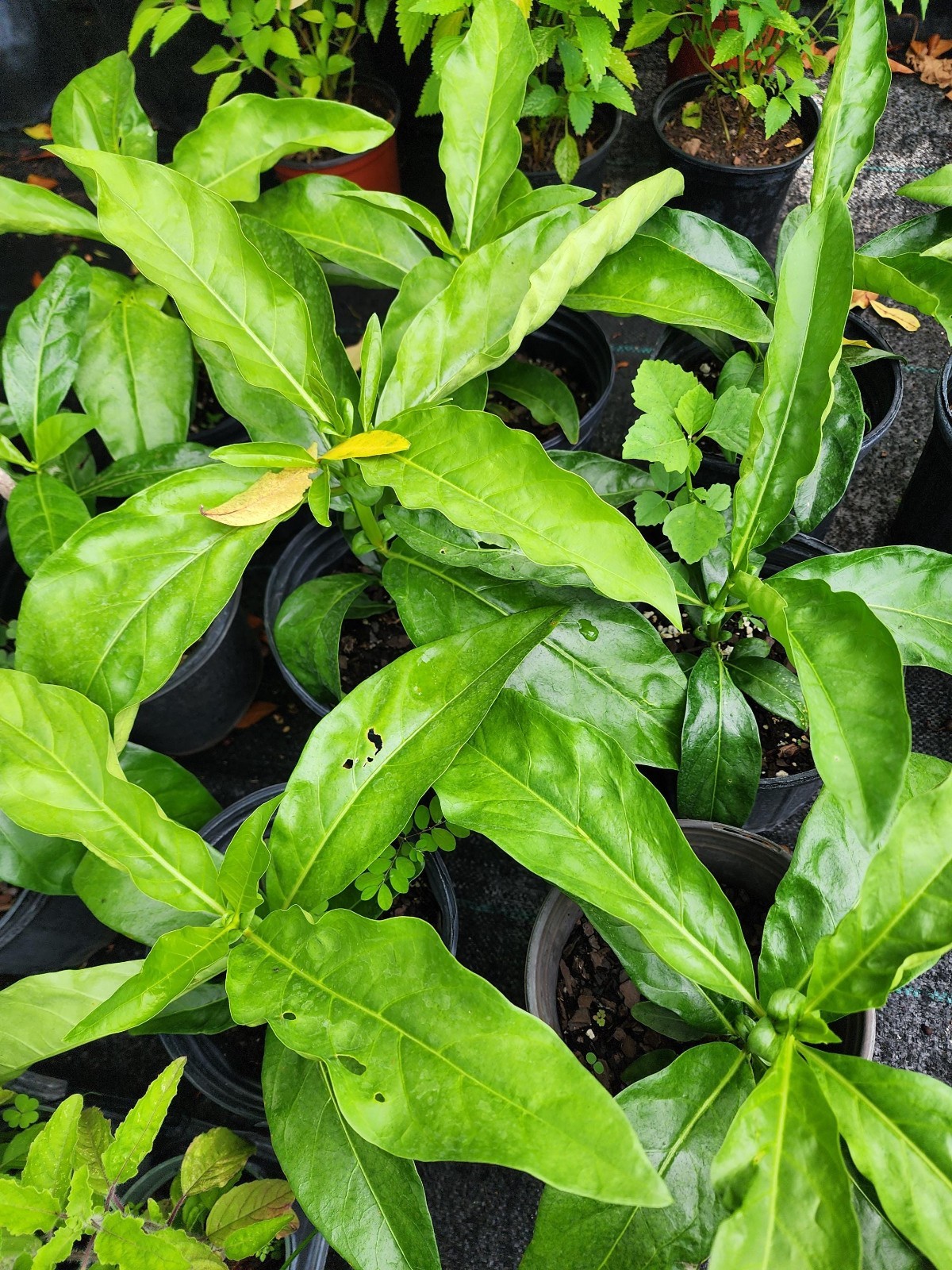 Live Noni Tree Starter Plant Edible Tropical Fruit Easy to Grow