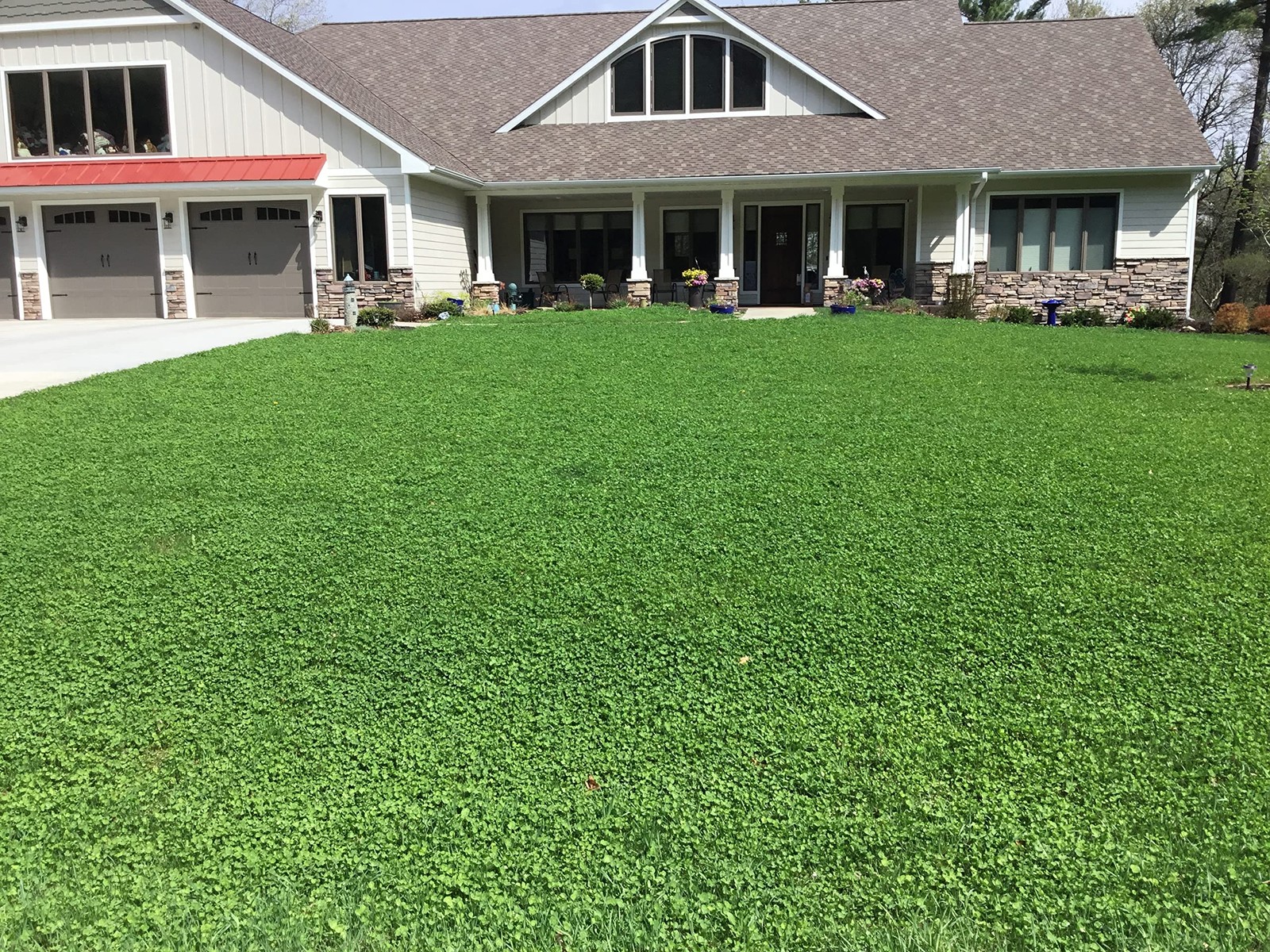 Micro Clover Seed Kit Organic, EcoFriendly Lawn Alternative, Covers 500 Sqft