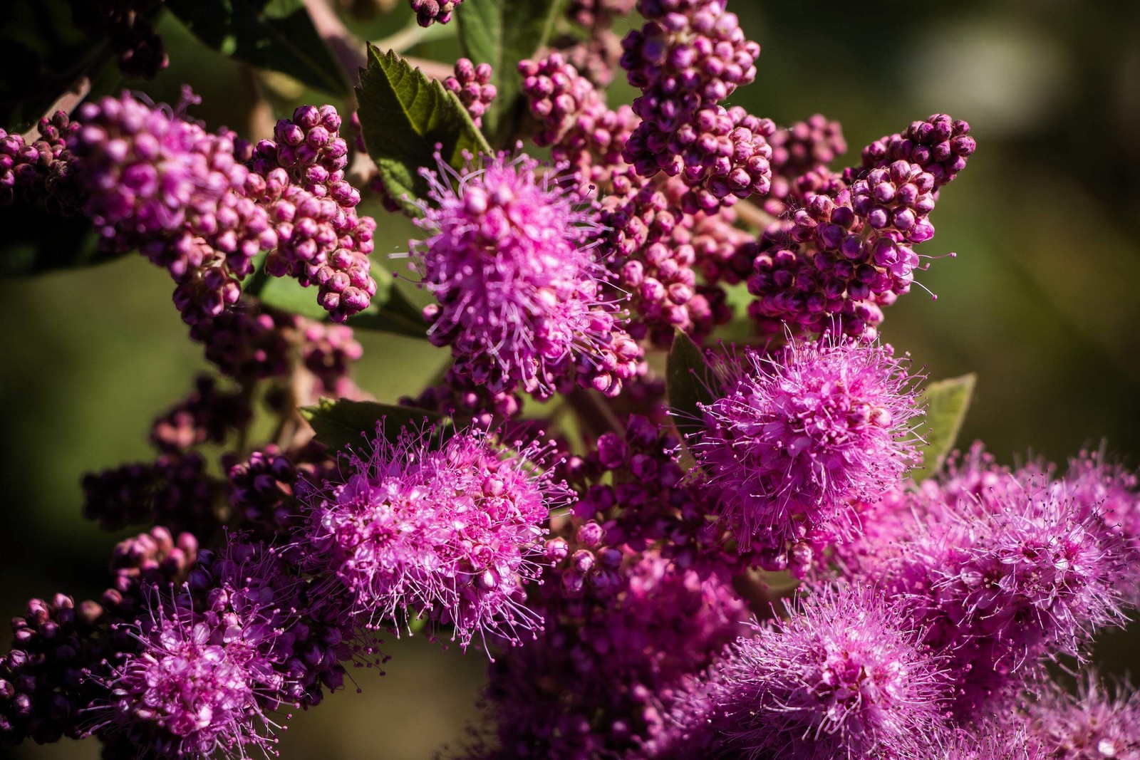 50 ROSE DOUGLAS SPIREA Pink Hardhack Steeple Bush Spiraea Flower Shrub Seeds