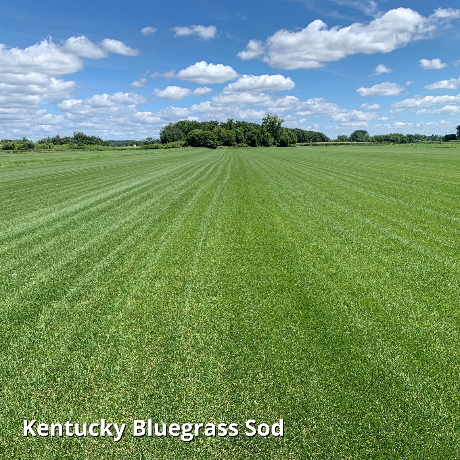 3 lb Kentucky Bluegrass Grass Seed Dark Green Lawn New Yard Overseeding