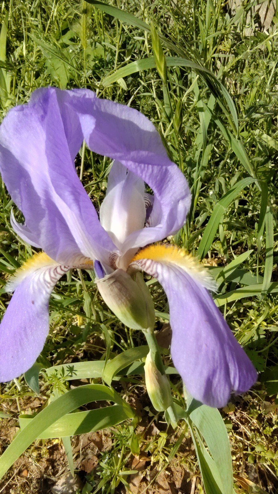 10x MIXED VARIETIES/COLORS IRIS BULBS RHIZOMES (Will BE TALL) Fresh