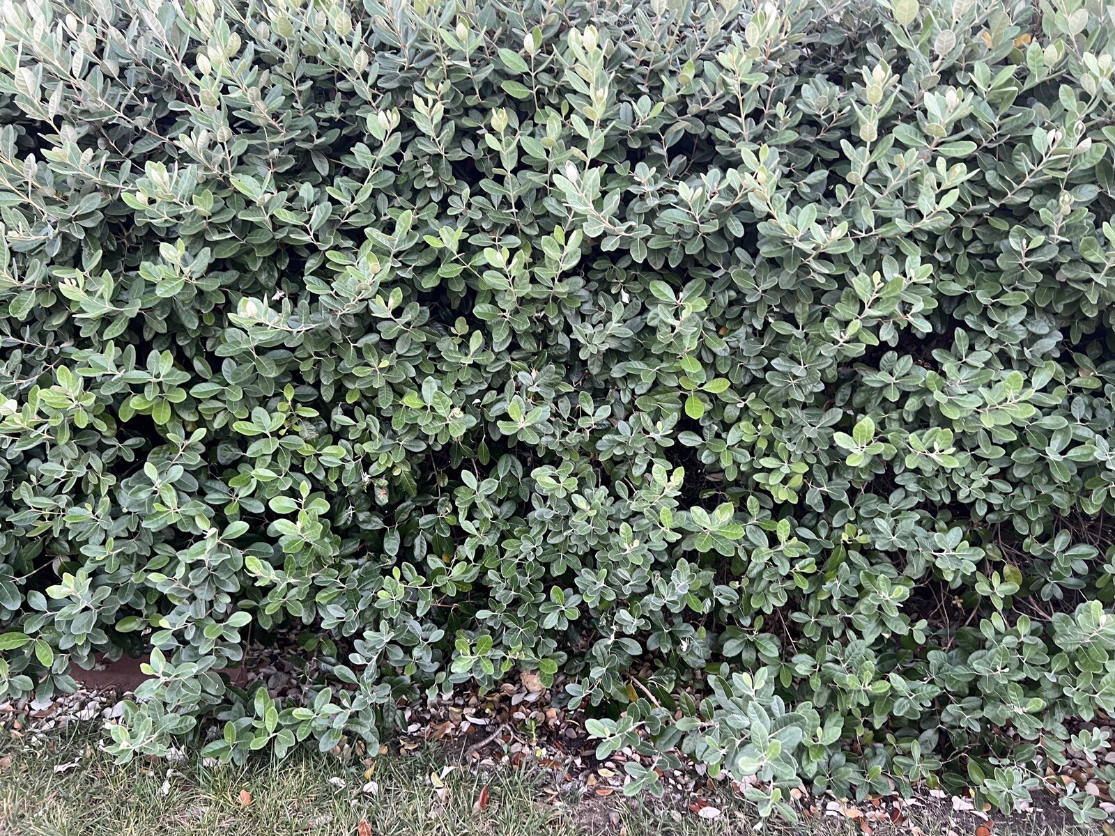10 Pineapple Guava- Feijoa Tree Fresh Unrooted Cuttings 4″-6″ Hardy Zones 7b-11